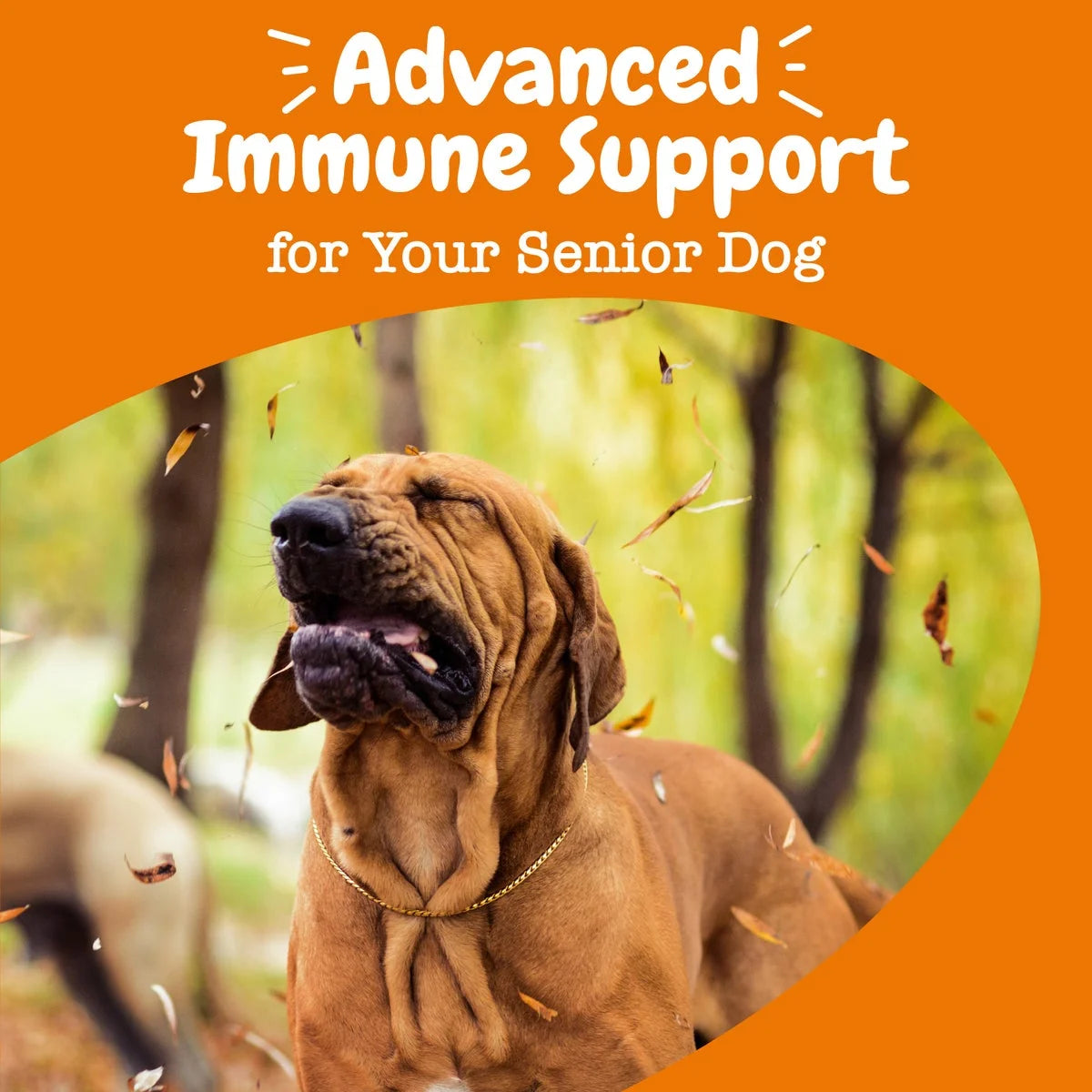 Senior Advanced Allergy & Immune Bites for Senior Dogs, Allergy Relief and Immune Support, Salmon Flavor, 90 Ct