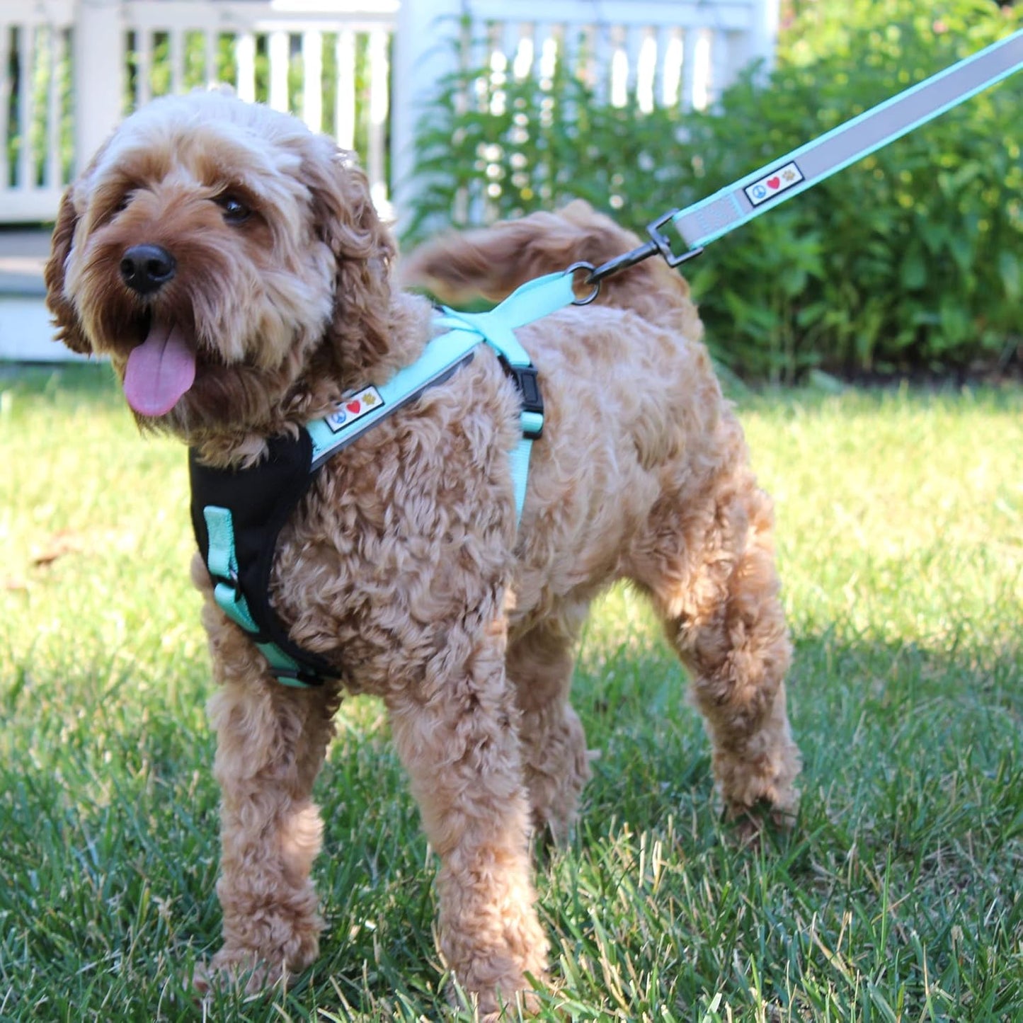 Reflective Dog Harness Padded Dog Harness Provides Comfort Control for a Walk or Running Great Pet Accessories Dog Vest M Medium Teal Dog Harness